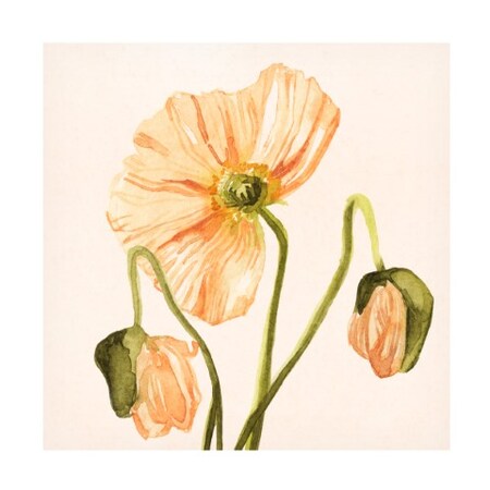 Emma Scarvey 'Highpoint Poppies I' Canvas Art,35x35